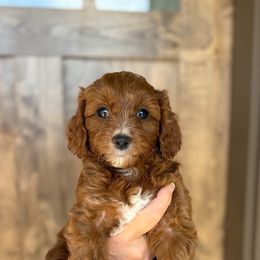 Willow - Red female Cavapoo puppy in Sugar City, Idaho from Taylor's Cavapoos