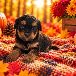 Praline - Black and tan female Cavapoo puppy in Myrtle Beach, South Carolina from Colorful-K9'S