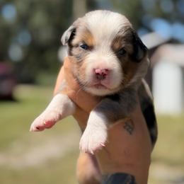 Blue ASDR - Blue merle male Toy Australian Shepherd puppy in Polk City, Florida from Skaky Shepherds