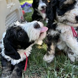 Bernedoodle Puppies from California Mountain Doodles