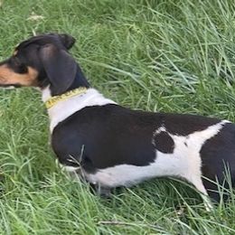 Dachshunds from Valentina's  mini Dachshunds