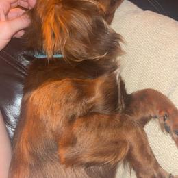 Patches - Dachshund