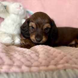 Dachshund Puppies from Kim’s Mini Weiners