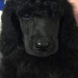 Miniature Schnauzer and Poodle Puppies from Tropheous