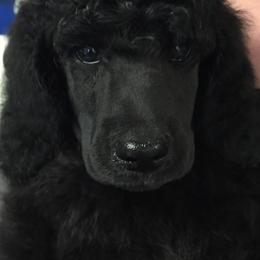 Miniature Schnauzer and Poodle Puppies from Tropheous