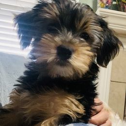 Yorkshire Terriers from Schererpups