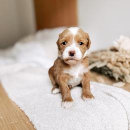 Clover - Red  female Goldendoodle puppy in Syracuse, Indiana from The Doodle Cove