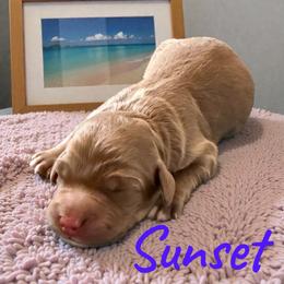 Sunset - Red phantom female Aussiedoodle puppy in Ellenburg Center, New York from Kristin's Puppies