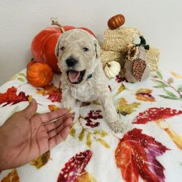 Goldendoodle Puppies from Cooper Goldendoodle