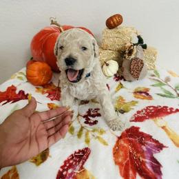 Goldendoodle Puppies from Cooper Goldendoodle