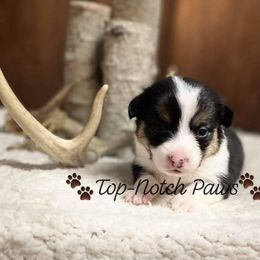 Pembroke Welsh Corgi Puppies from Top-Notch Paws