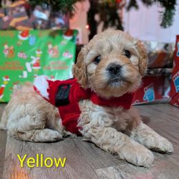 Yellow collar boy - Buff male Cockapoo puppy in Middletown, Ohio from Blessed Chaos