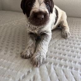 Boy 1 - Brown and gray male Wirehaired Pointing Griffon puppy in Jerome, Idaho from Double R Griffons