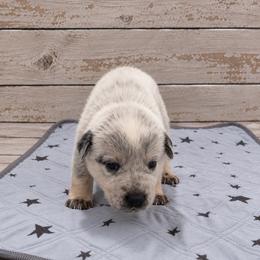 Gelly - Blue speckled female Australian Cattle Dog puppy in Scurry, Texas from RedHorizon AKC Australian Cattle Dogs (Heelers)
