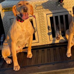 Labrador Retrievers from Cameo Place Kennels