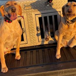 Labrador Retrievers from Cameo Place Kennels