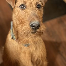 Irish Terrier and Scottish Terrier Puppies from Avonlea Terriers