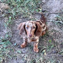 Mikasa - Dachshund