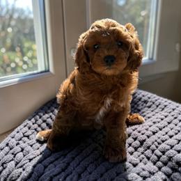Brooklyn (Guardian Home) - Red  female Goldendoodle puppy in Tucson, Arizona from Adored Poodle & Doodles