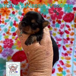 Jagger - Black and tan male Yorkshire Terrier puppy in Dierks, Arkansas from Yorkie’s Klassie Kreations