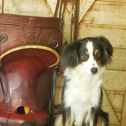 Jewel - Australian Shepherd