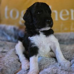Vincent - Parti male Poodle puppy in Blue Ridge, Georgia from Beltane Standard Poodles
