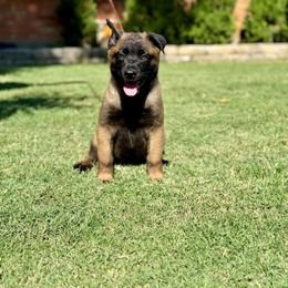 Belgian Malinois and xDutch Shepherd Puppies from Ruach Kaizen Malinois