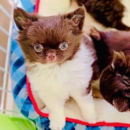 Beauty-12000-( pending.show quality) - Chocolate and white female Chihuahua puppy in Santa Rosa Beach, Florida from Eva's Chihuahua