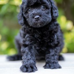 Cavapoo Puppies from Franklin Ranch Pups