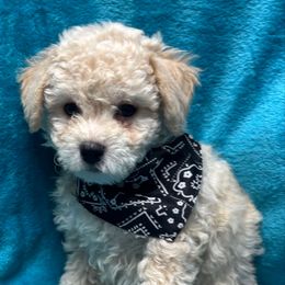 Bailey-Black collar - White and apricot male Bichon Frise puppy in 63101 (St. Louis Metro Area), Missouri from BichonSTL