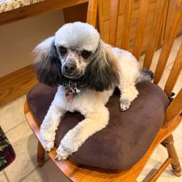 Missy - Poodle