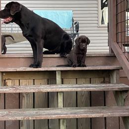 Labrador Retriever All Grown Up from McCabe Creek Labradors