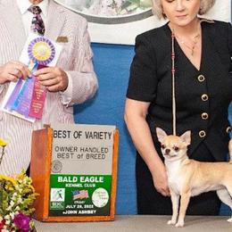 Rosa - Chihuahua