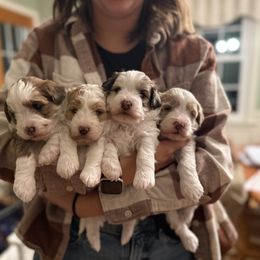 Bernedoodle Puppies from Bollinger Pups