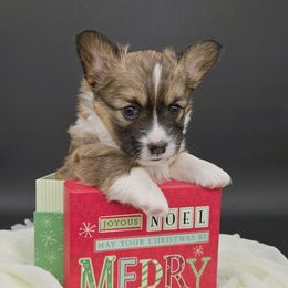 Spark(1600) - Sable female Pembroke Welsh Corgi puppy in Dickeyville, Wisconsin from J&R Shepherds & Corgis