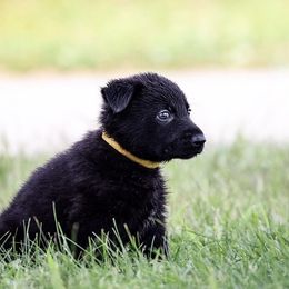 German Shepherd Puppies from Von Gonta Haus German Shepherds