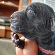 Ruby - Sporty Mix puppy in Wasilla, Alaska from All Starr Farms