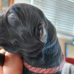 Ruby - Sporty Mix puppy in Wasilla, Alaska from All Starr Farms