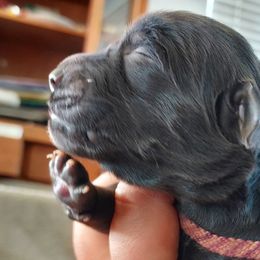 Ruby - Sporty Mix puppy in Wasilla, Alaska from All Starr Farms