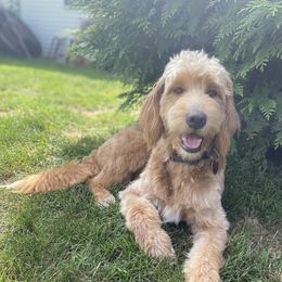 Daisy - Goldendoodle