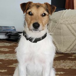 Cruz - Parson Russell Terrier