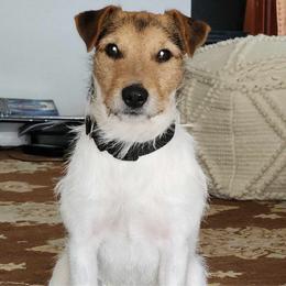 Cruz - Parson Russell Terrier