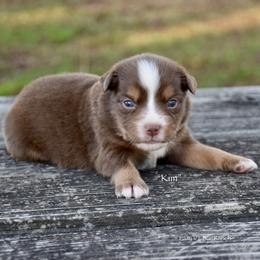 Kim - Red tri female Miniature Australian Shepherd puppy in Evant, Texas from Lazy VT Bar Ranch