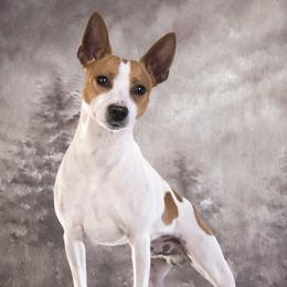 Axel - Rat Terrier