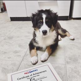 Miniature Australian Shepherd Puppies from Barnyard Aussies