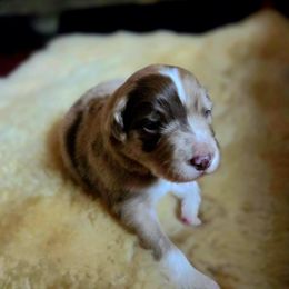 Australian Shepherd Puppies from The Fieldstead's Aussies