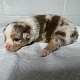 Girl 2 - Red merle female Miniature Australian Shepherd puppy in Olean, New York from Windy River Mini Aussie