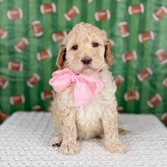 Pick Six - Light Pink collar - Cream female Goldendoodle puppy in The Woodlands, Texas from Golden Fields Doodles