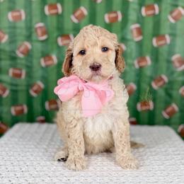 Pick Six - Light Pink collar - Cream female Goldendoodle puppy in The Woodlands, Texas from Golden Fields Doodles