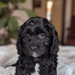 Third Pick Light Pink Collar - Black female Cockapoo puppy in Newmanstown, Pennsylvania from Greta's Cockapoos